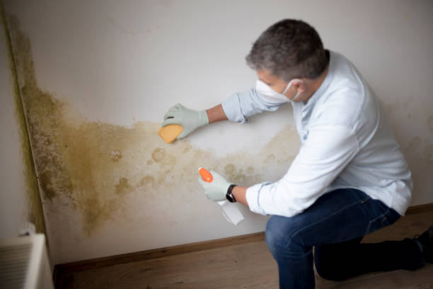 Best Commercial Mold Inspection  in Wyandotte, MI